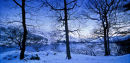 winter trees ullswater